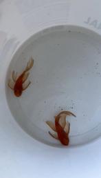 Ancistrus super red longfin 6-7cm, Dieren en Toebehoren, Vissen | Aquariumvissen