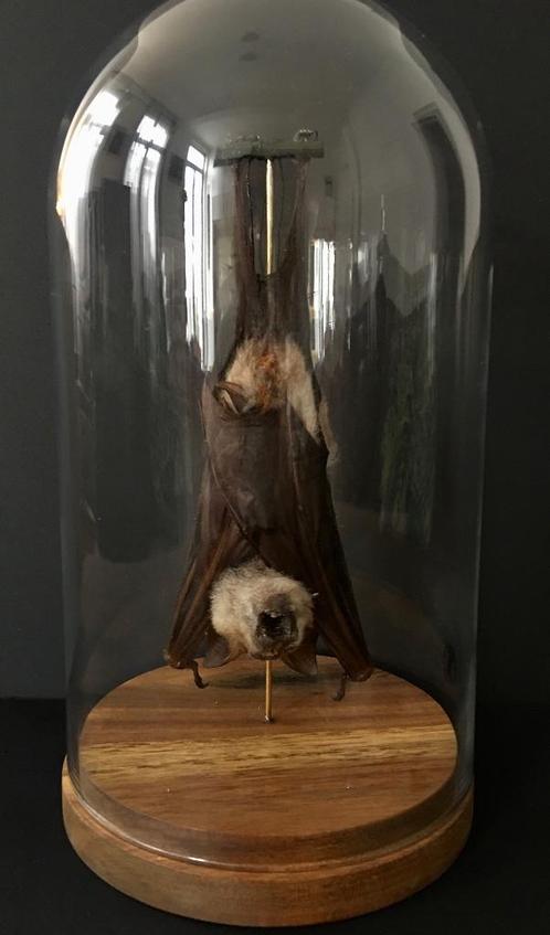 Echte XXL Hipposideros Diadema Bat under Globe, Verzamelen, Dierenverzamelingen, Nieuw, Opgezet dier, Vogel, Ophalen of Verzenden