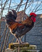 Olijf/groenlegger haan van 2025., Dieren en Toebehoren, Pluimvee