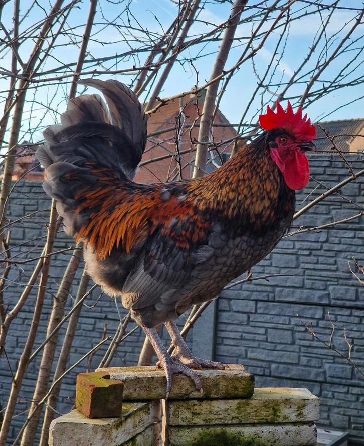 Olijf/groenlegger haan van 2025., Dieren en Toebehoren, Pluimvee