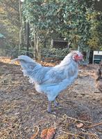 Gratis haan - lavendel Araucana, Dieren en Toebehoren, Pluimvee