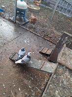 Gratis .sierduifjes .koppel .+ jonge., Dieren en Toebehoren, Pluimvee, Overige soorten