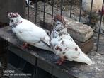 Portugese tuimelaar, Pigeon culbutant ou Roller, Plusieurs animaux