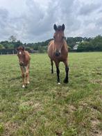 D pony, Merrie, Zadelmak