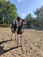 Paard gezocht, Dieren en Toebehoren, Ophalen of Verzenden