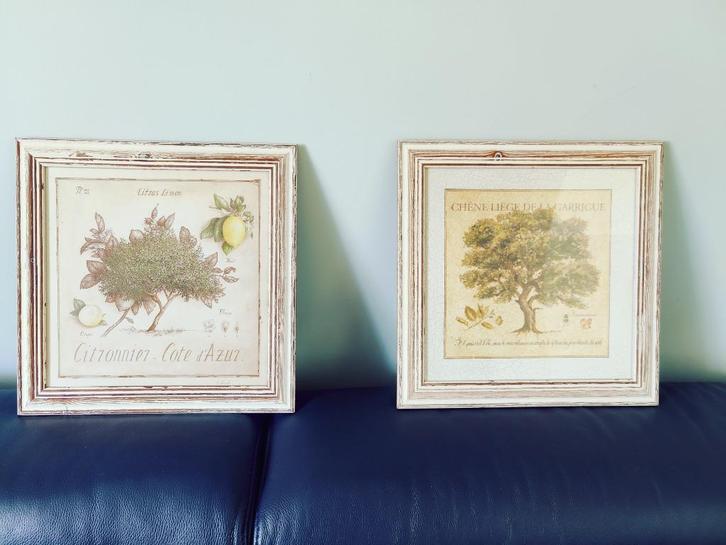 2 Botanische Prenten – Zuid-Frankrijk, Antiek en Kunst, Antiek | Woonaccessoires, Ophalen of Verzenden