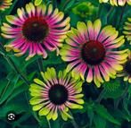 Echinacea purp. Green twister p10,5cm, Tuin en Terras, Planten | Tuinplanten, Ophalen, Zomer, Vaste plant