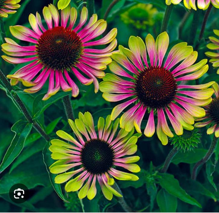 Echinacea purp. Green twister p10,5cm, Tuin en Terras, Planten | Tuinplanten, Vaste plant, Zomer, Ophalen