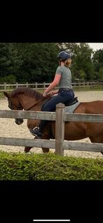 Halve stal gezocht, Dieren en Toebehoren, Paarden, Springpaard