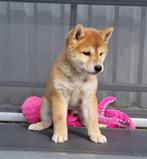 Shiba inu pups puber beschikbaar, CDV (hondenziekte), Poolhond, Teef, België