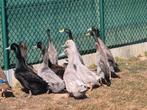 Indische loopeenden wildkleur, Dieren en Toebehoren
