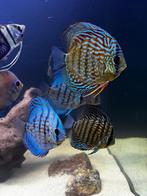 Discussen + bijvissen, Dieren en Toebehoren, Vissen | Aquariumvissen, Zoetwatervis
