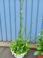 campanula wit, Tuin en Terras, Ophalen, Vaste plant