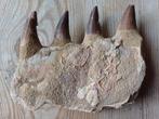 Stukken kaak mosasaurus - 50€/stuk - 1 verkocht, Ophalen of Verzenden, Fossiel