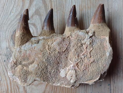 Stukken kaak mosasaurus - 50€/stuk - 1 verkocht, Verzamelen, Mineralen en Fossielen, Fossiel, Ophalen of Verzenden