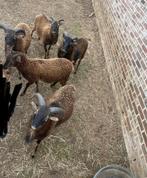 5 Soay schapen