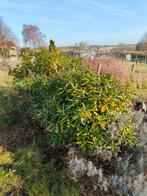 Très bel arbuste à fleurs à vendre !, Enlèvement, Arbuste