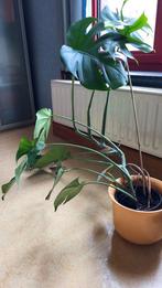 gatenplant kamerplant, Huis en Inrichting, Kamerplanten, Ophalen, 100 tot 150 cm, Overige soorten, Halfschaduw