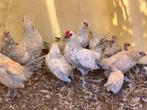 Antwerpse baardkrielen, Dieren en Toebehoren