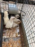 Kuikens, Dieren en Toebehoren