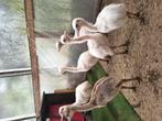 Nandoes van 16/8, Dieren en Toebehoren, Pluimvee, Overige soorten