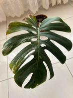 Monstera albo variegata bouture, Huis en Inrichting, Kamerplanten, Ophalen, Overige soorten, Halfschaduw, In pot