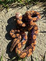 Epicrates cenchria cenchria, Slang, Met terrarium, 0 tot 2 jaar