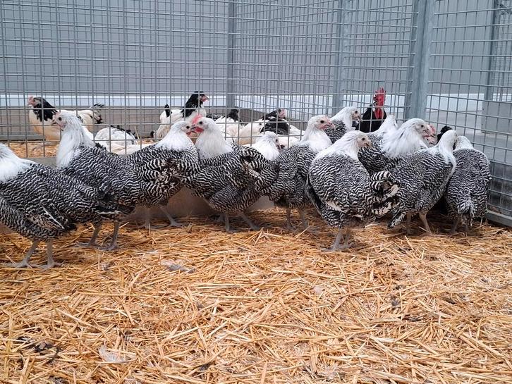 Zilverbrakel brakel hoen kippen  sierkippen kip, Dieren en Toebehoren, Pluimvee, Kip, Meerdere dieren