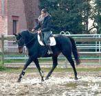 Brave 7j ruin, Dieren en Toebehoren, Paarden, Ruin