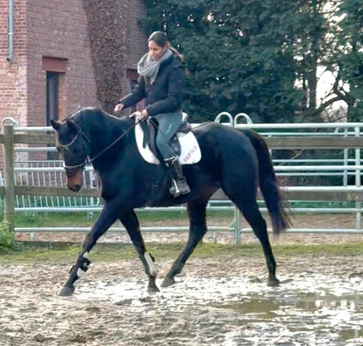 Brave 7m marron, Animaux & Accessoires, Chevaux, Hongre