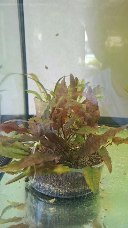 cryptocoryne wendtii ' Mi Oya ', Dieren en Toebehoren, Vissen | Aquaria en Toebehoren, Nieuw, Plant(en), Steen of Hout, Ophalen of Verzenden