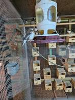 22 Japanse Meeuwtjes