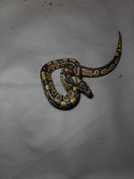 Python reguis juvenille plus rack, Animaux & Accessoires, Serpent, Domestique, 0 à 2 ans