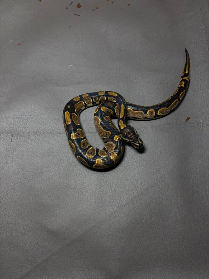 Python reguis juvenille plus rack, Animaux & Accessoires, Reptiles & Amphibiens, Serpent, 0 à 2 ans, Avec terrarium, Domestique