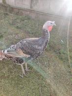 Kalkoen haan 2025, Dieren en Toebehoren, Pluimvee, Mannelijk, Kalkoen