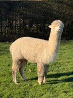 Witte hengst te koop, bijna deklaar, Dieren en Toebehoren, Overige Dieren, Mei, Mannelijk