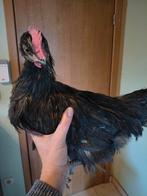 Handtam haantje, Dieren en Toebehoren, Pluimvee