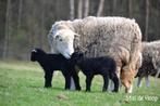 Herdwick schaap, Mouton, Mâle, 0 à 2 ans