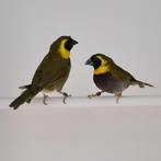 Cubavink, Dieren en Toebehoren, Meerdere dieren, Tropenvogel, Geringd