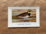 Vogels van België Nr. 172 Bergleeuwerik, Ophalen of Verzenden, Ongelopen, Vogel