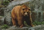 EUROPESE  BRUINE  BEER, Verzamelen, Postkaarten | Dieren, Verzenden, Ongelopen, Wild dier