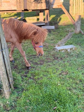 Lieve shetlander, Dieren en Toebehoren, Pony's, Hengst, Gechipt, 0 tot 2 jaar