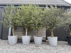 Olijfbomen in betonlook pot 10Stuks!, Tuin en Terras, Planten | Bomen, Volle zon, Ophalen of Verzenden, 100 tot 250 cm, Olijfboom