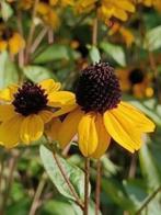 Rudbeckia Triloba ,lange bloeier ,  lees beschrijving, Tuin en Terras, Planten | Tuinplanten, Volle zon, Vaste plant, Zomer, Ophalen