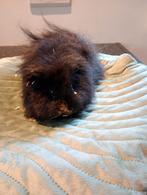 Ch Teddy beer, Dieren en Toebehoren, Knaagdieren, Mannelijk, Cavia, Tam