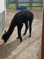 Prachtige zwarte hengst te koop 'moeder met stamboom, Dieren en Toebehoren, Paarden, Hengst, Met stamboom