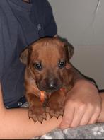 Rhodesian ridgeback pups met stamboom 8 weken oud, Dieren en Toebehoren, Honden | Beagles, Bassets en Lopende honden, België, Fokker | Hobbymatig