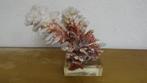 POCILLOPORA DANAÉ, Collections, Minéral, Enlèvement ou Envoi