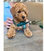 Poedels puppy's, Dieren en Toebehoren, Honden | Chihuahua's en Gezelschapshonden, Poedel, België, Fokker | Hobbymatig, Reu