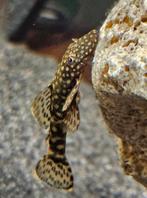 Mooie ancistrussen, Dieren en Toebehoren, Vissen | Aquariumvissen, Vis, Zoetwatervis